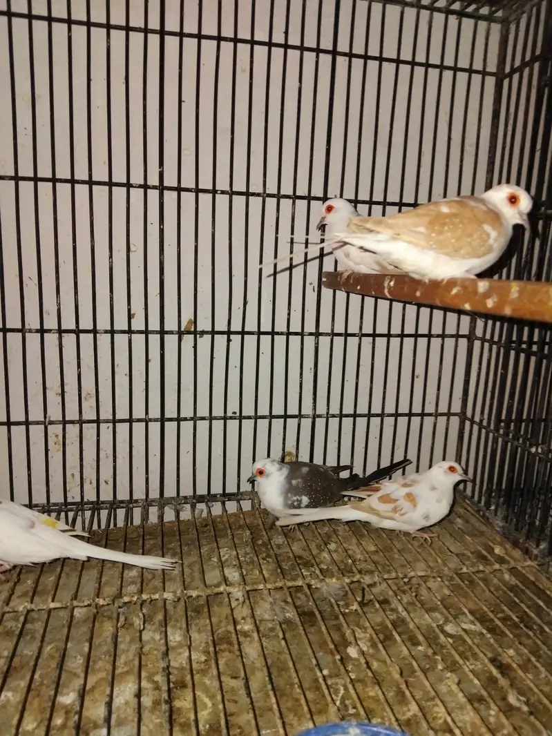lovebirds breeder pairs dove  pairs fon java pairs