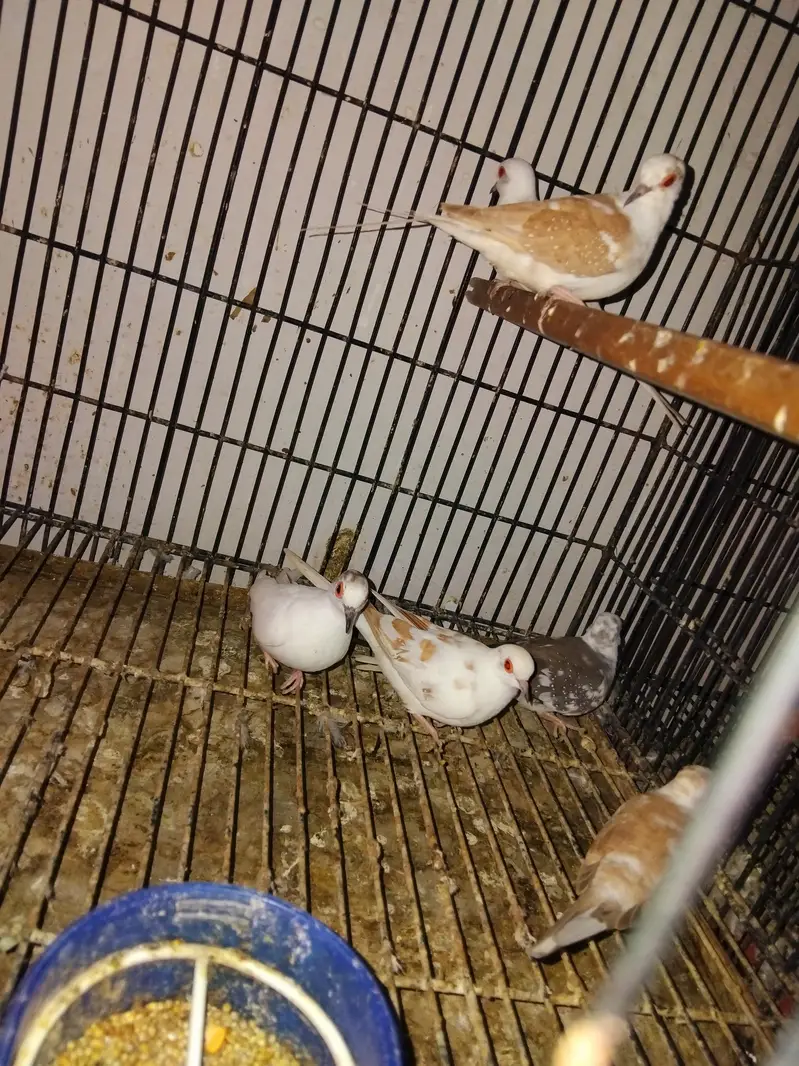 lovebirds breeder pairs dove  pairs fon java pairs — photo 2