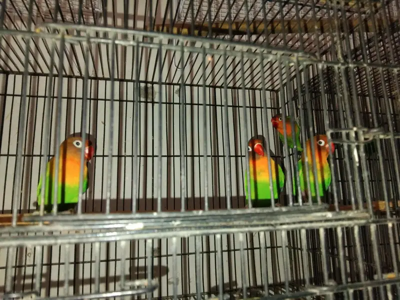 lovebirds breeder pairs dove  pairs fon java pairs — photo 3