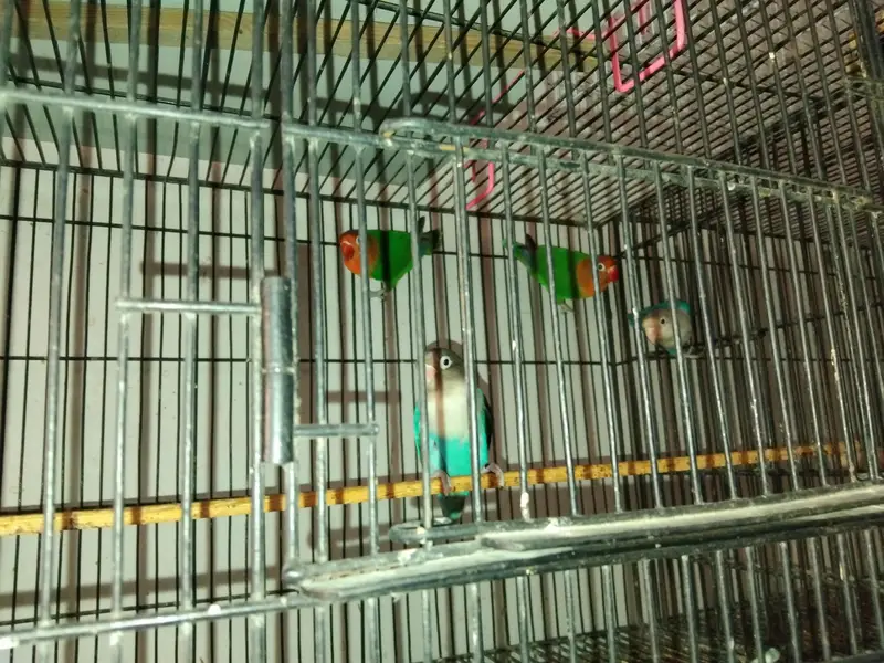 lovebirds breeder pairs dove  pairs fon java pairs — photo 4