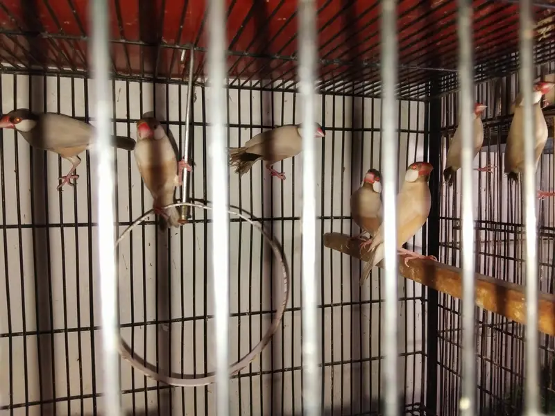 lovebirds breeder pairs dove  pairs fon java pairs — photo 5