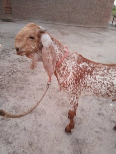 desi Bakra for Sale Call 03490704921