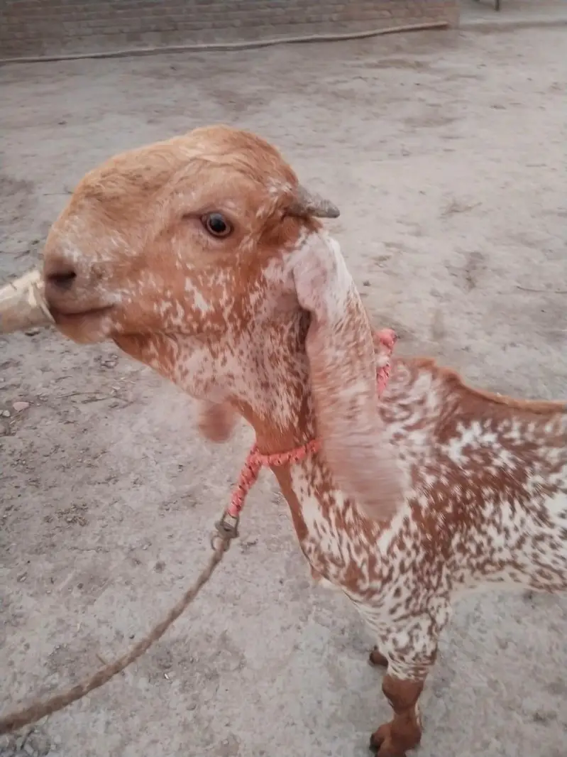 desi Bakra for Sale Call 03490704921 — photo 2