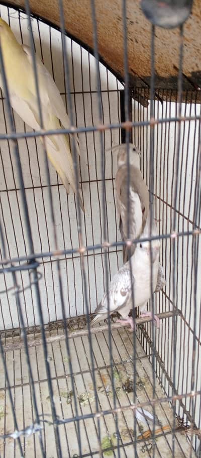 cockatiel fair sale