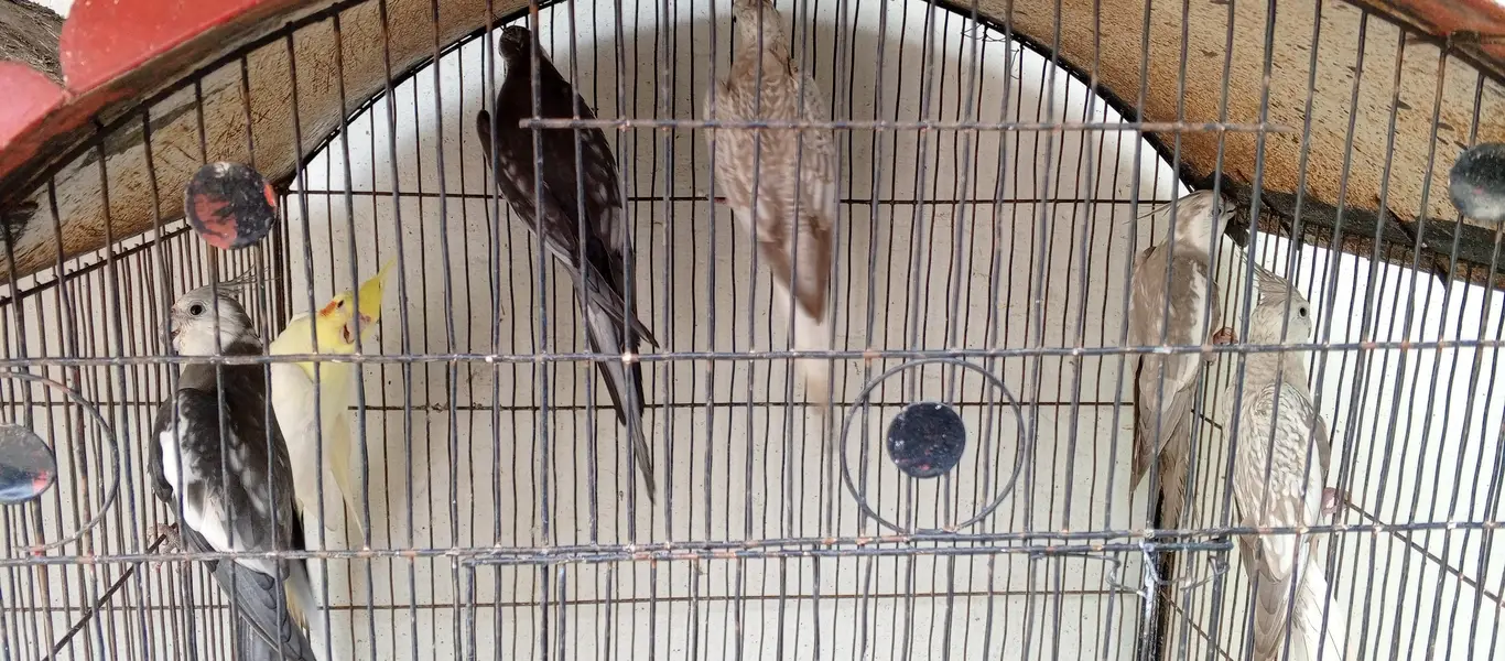 cockatiel fair sale — photo 2