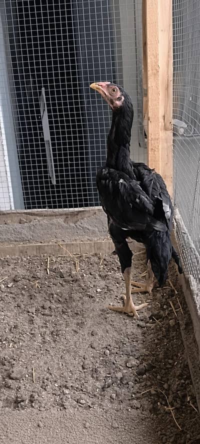 Lasani Aseel Chicks