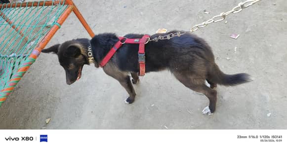 black German cross breed