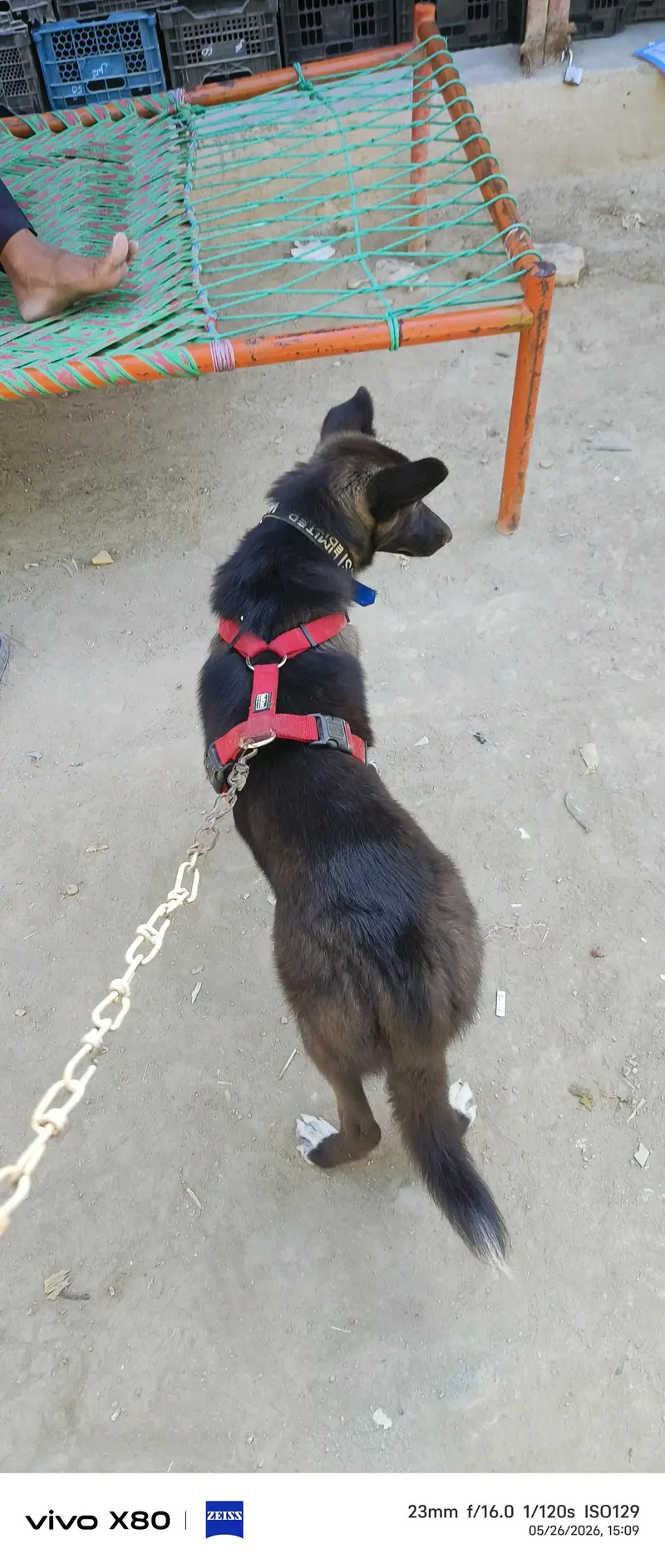 black German cross breed — photo 2