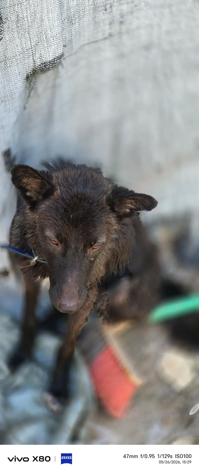 black German cross breed — photo 3