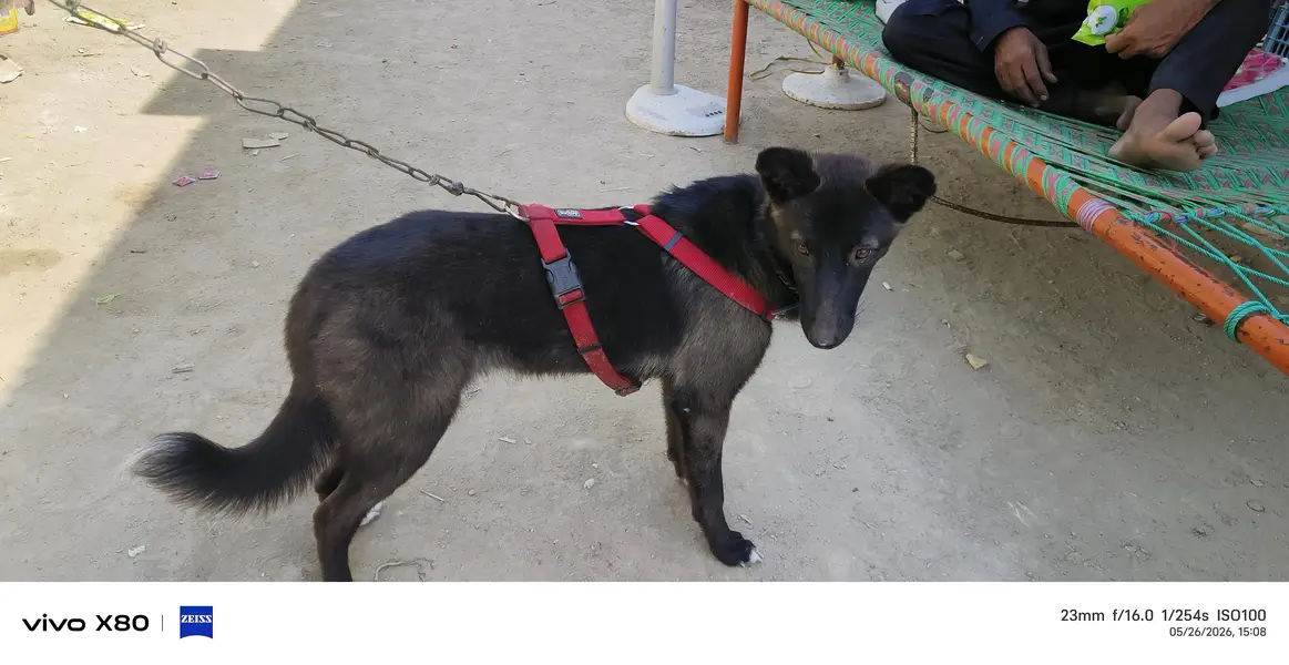black German cross breed — photo 4