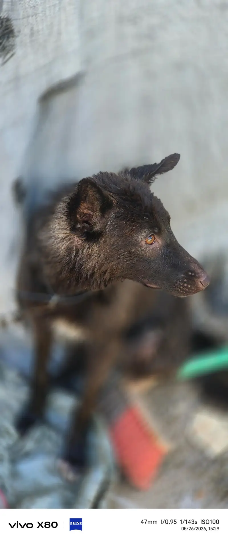 black German cross breed — photo 5