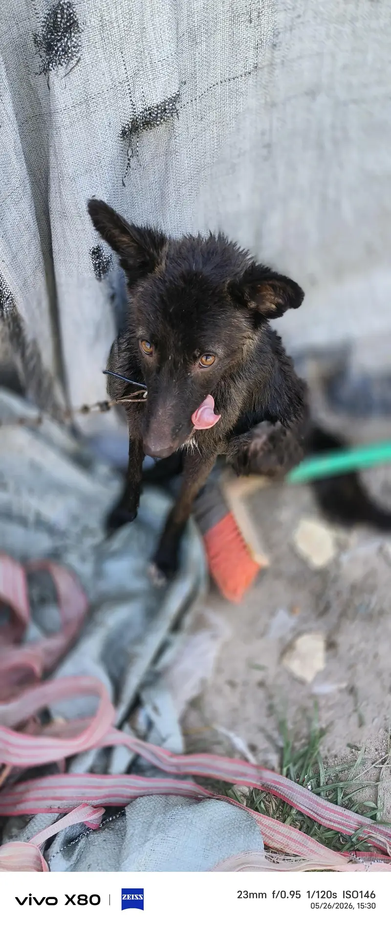 black German cross breed — photo 6