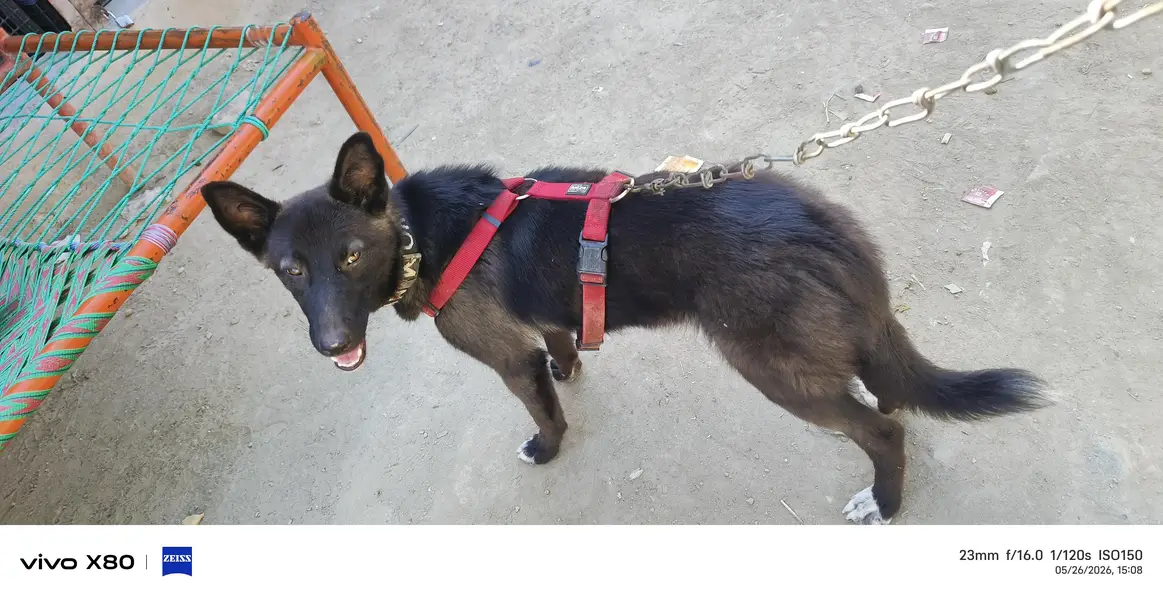 black German cross breed — photo 7