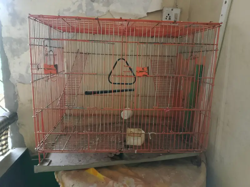 birds cage — photo 3