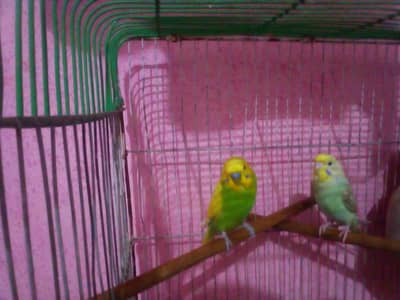 yellow male and rainbow female