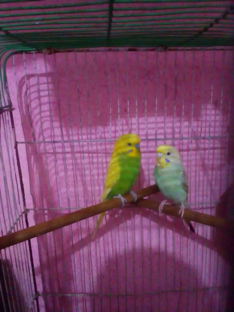 yellow male and rainbow female — photo 2