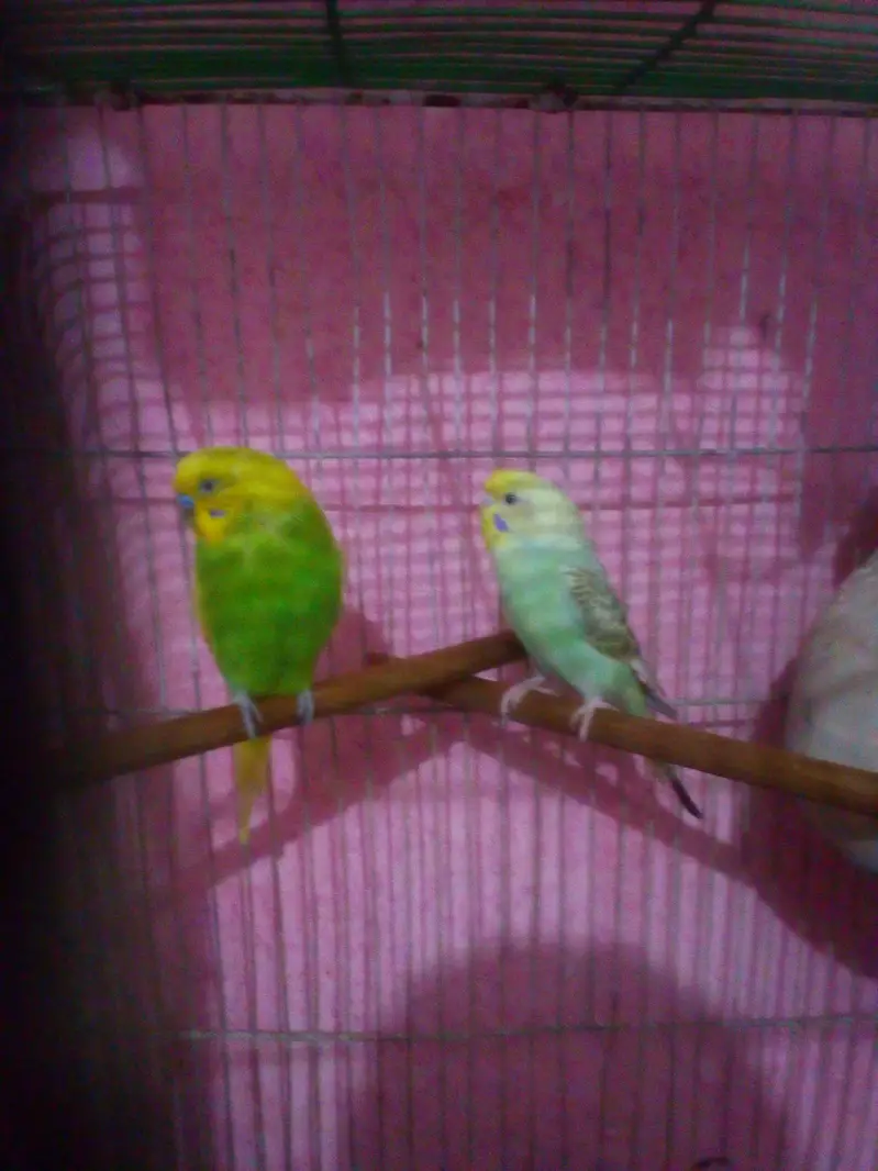 yellow male and rainbow female — photo 3