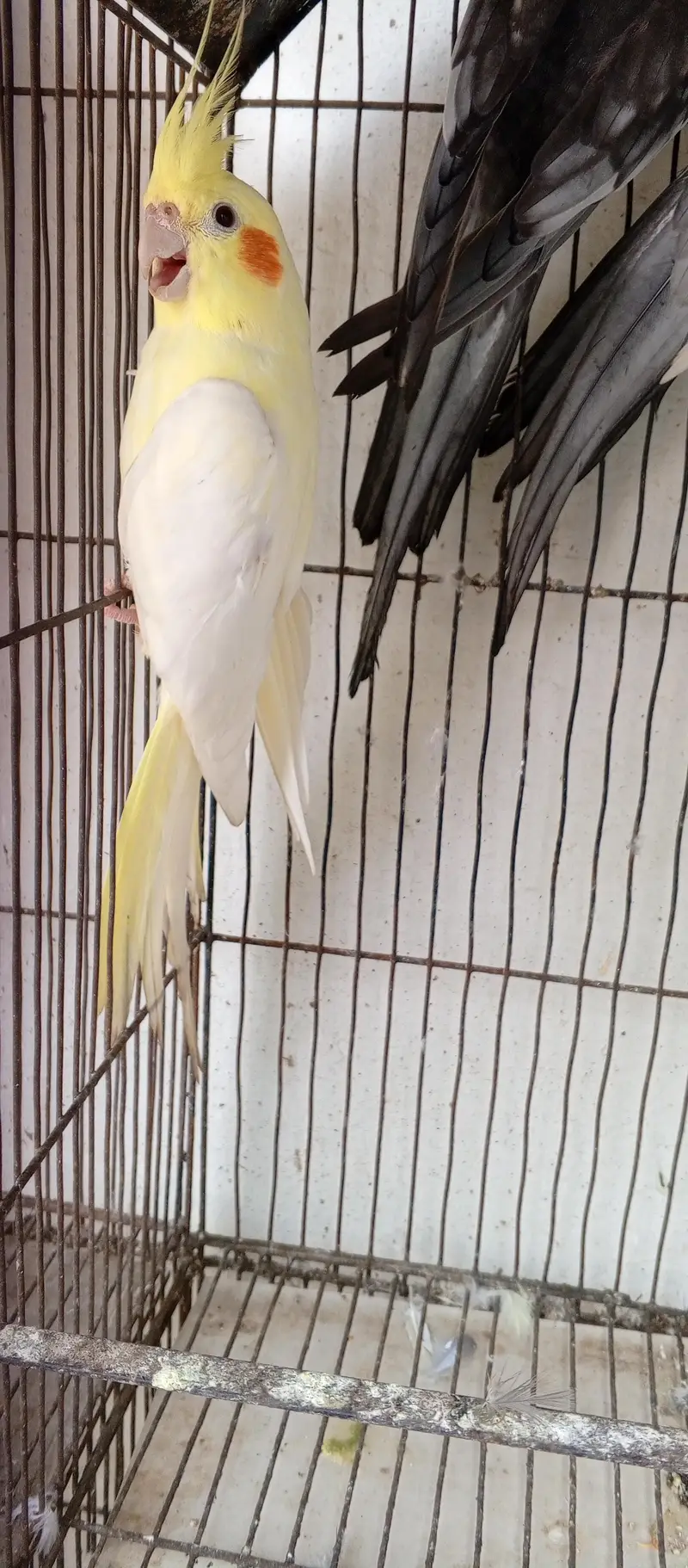 cockatiel fair sale — photo 3