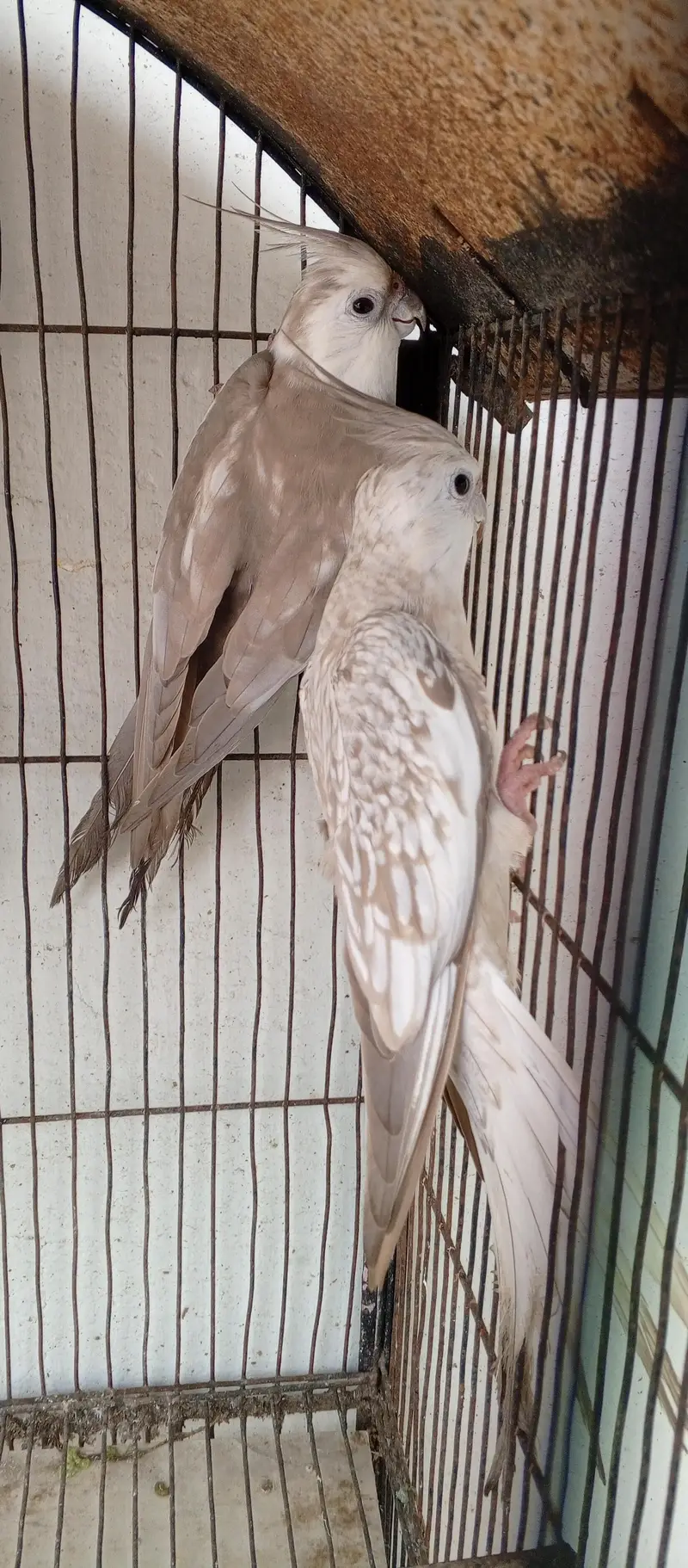 cockatiel fair sale — photo 4