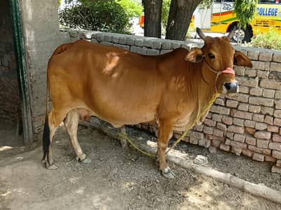 Cholistani cow female Gabon 3 time