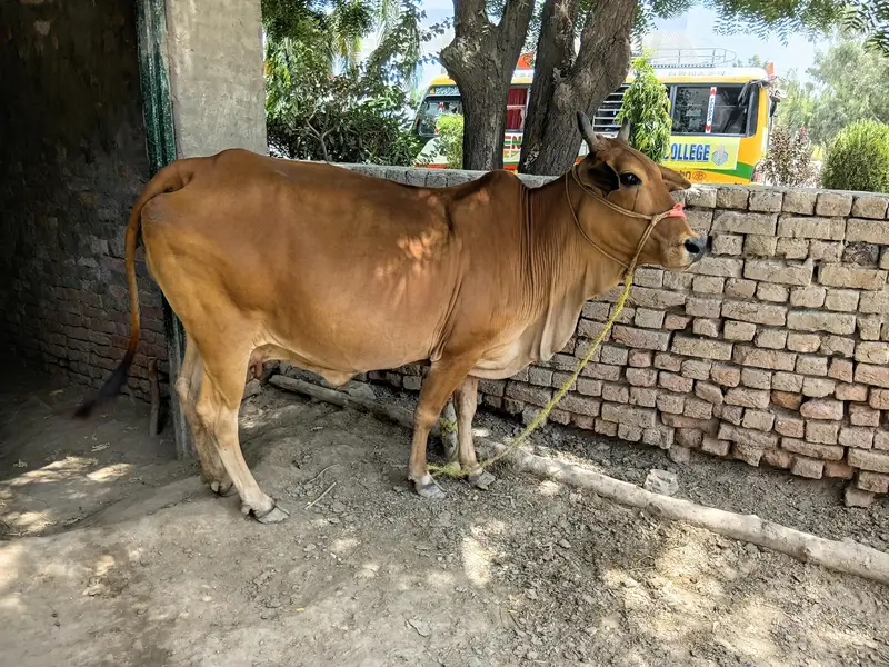 Cholistani cow female Gabon 3 time — photo 2