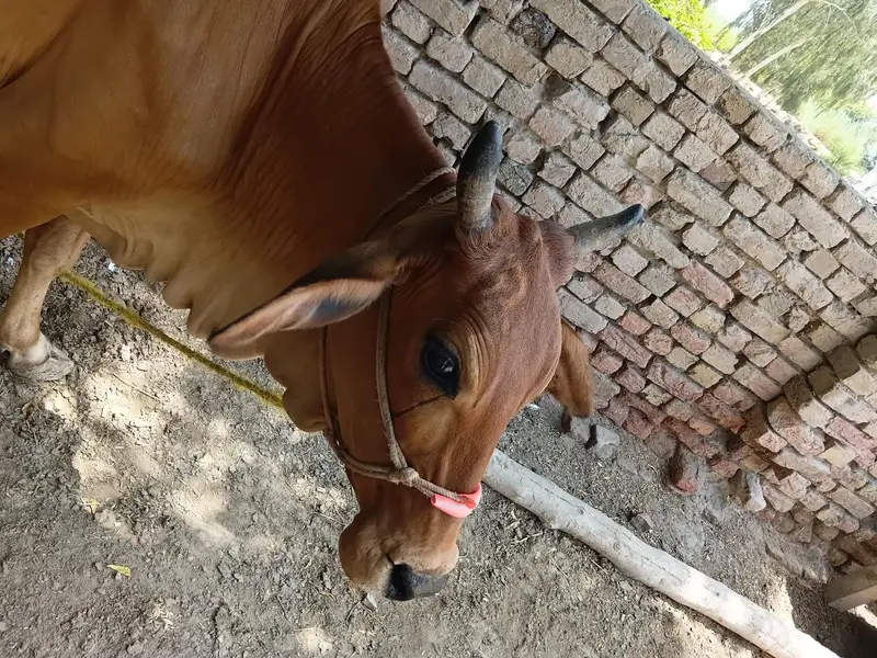 Cholistani cow female Gabon 3 time — photo 3