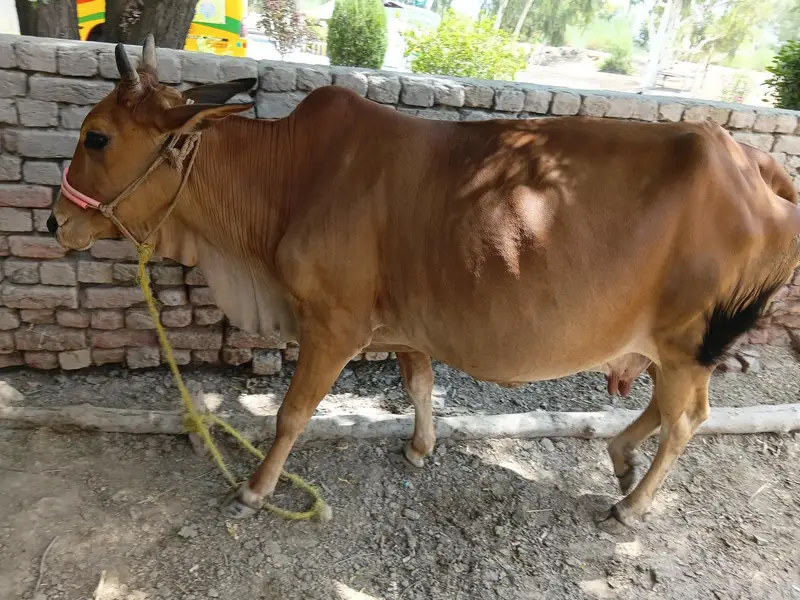 Cholistani cow female Gabon 3 time — photo 4