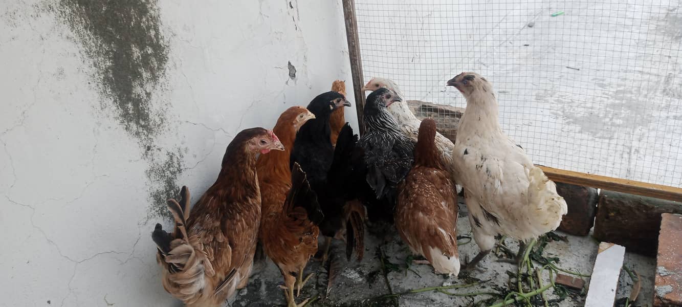 8 chicks 0