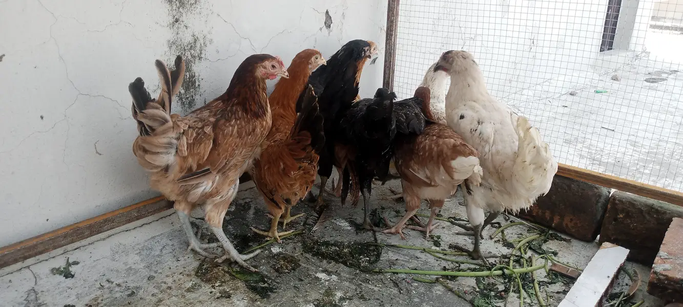 8 chicks — photo 2