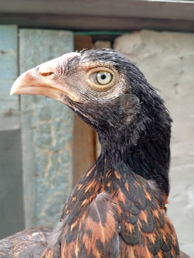 aseel hen / amroha aseel