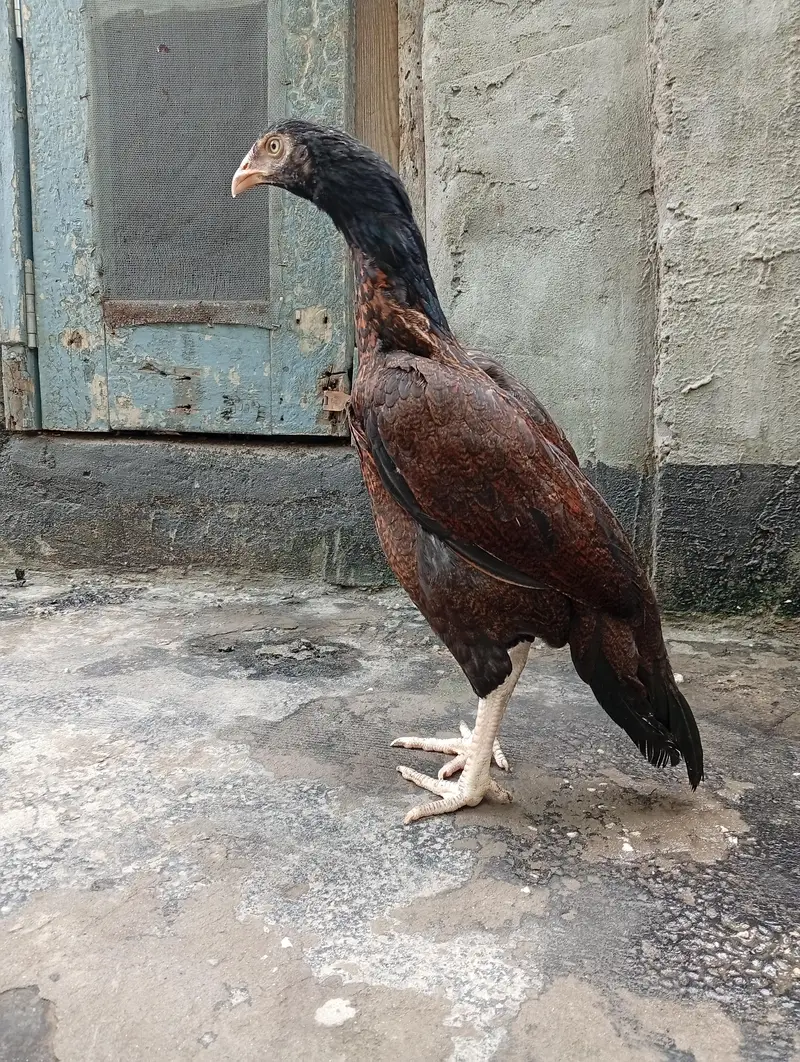 aseel hen / amroha aseel — photo 2