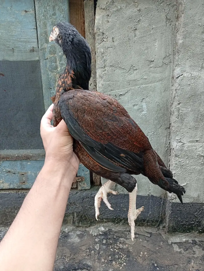 aseel hen / amroha aseel — photo 3