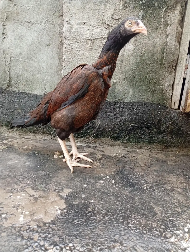 aseel hen / amroha aseel — photo 4