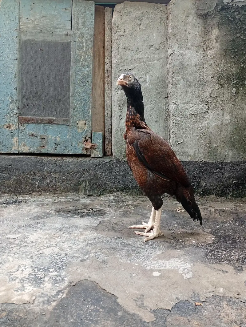 aseel hen / amroha aseel — photo 5