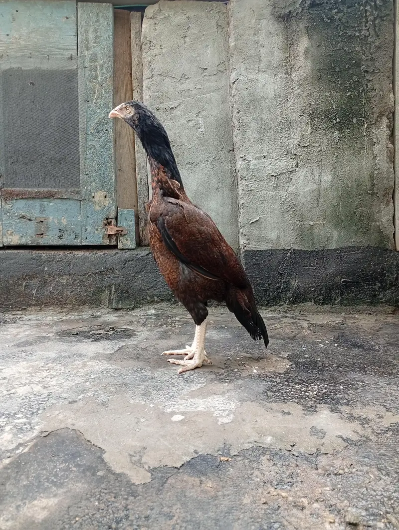 aseel hen / amroha aseel — photo 6