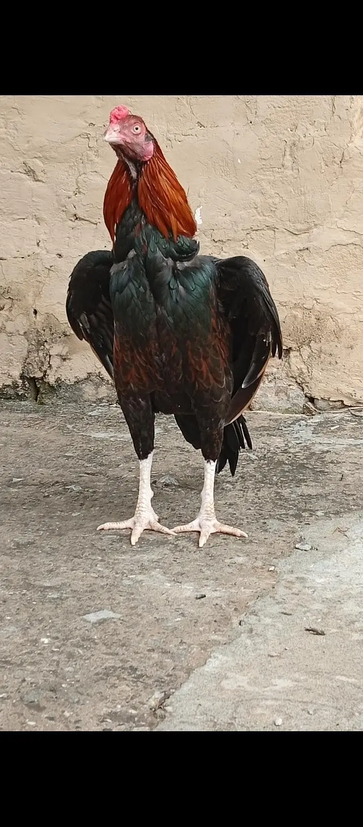 aseel hen / amroha aseel — photo 7