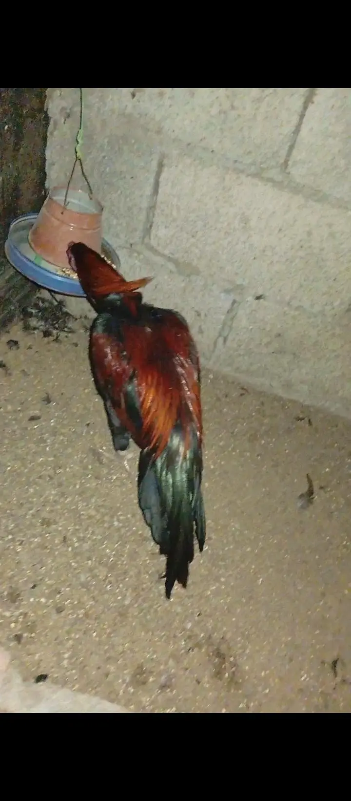 aseel hen / amroha aseel — photo 8