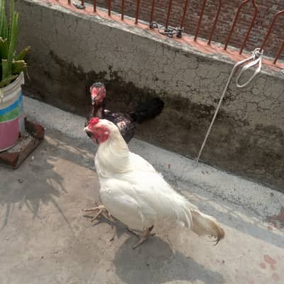 Heera Aseel and shomo Cross female