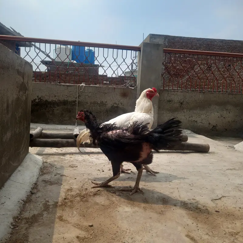 Heera Aseel and shomo Cross female — photo 2