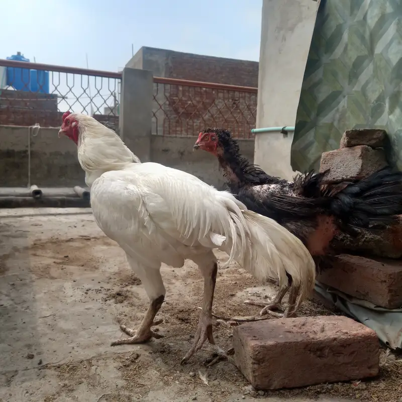 Heera Aseel and shomo Cross female — photo 3
