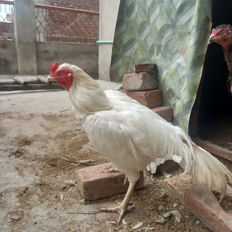 Heera Aseel and shomo Cross female — photo 4