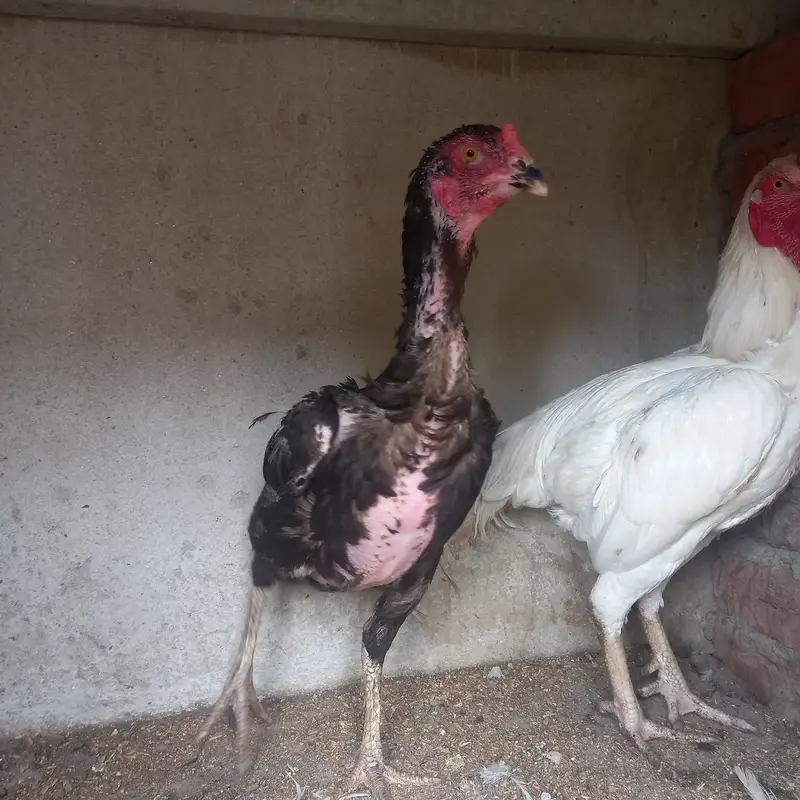 Heera Aseel and shomo Cross female — photo 5