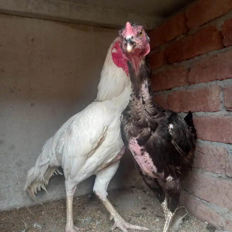 Heera Aseel and shomo Cross female — photo 6