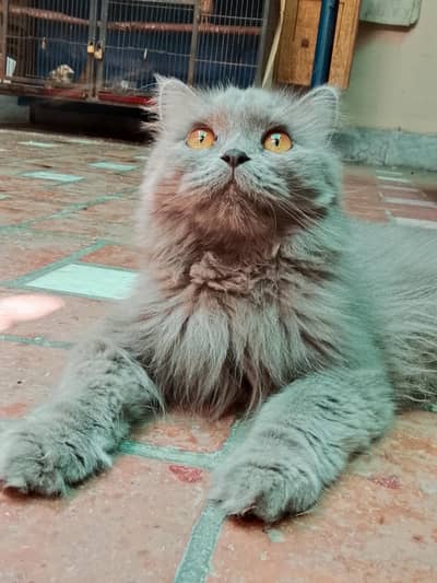 cat for sale with reasonable price (1kg imported food free)