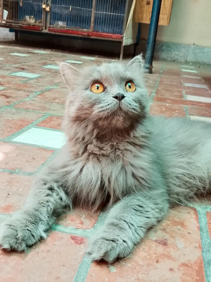 cat for sale with reasonable price (1kg imported food free) — photo 2
