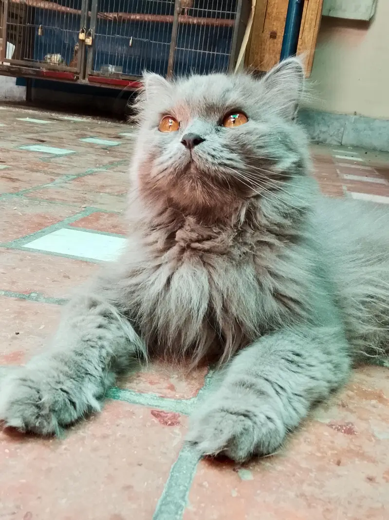 cat for sale with reasonable price (1kg imported food free) — photo 3