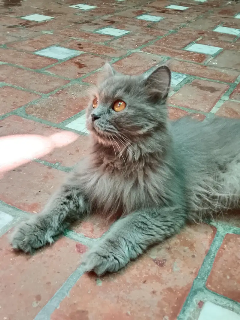 cat for sale with reasonable price (1kg imported food free) — photo 4