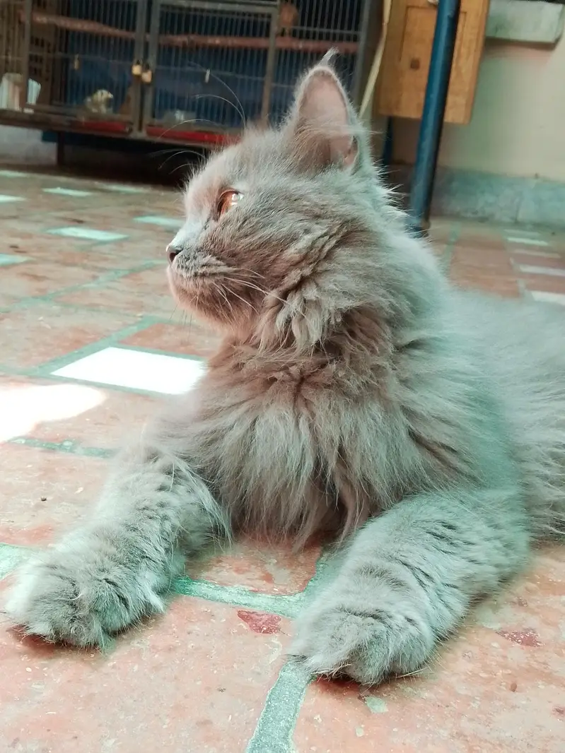 cat for sale with reasonable price (1kg imported food free) — photo 5