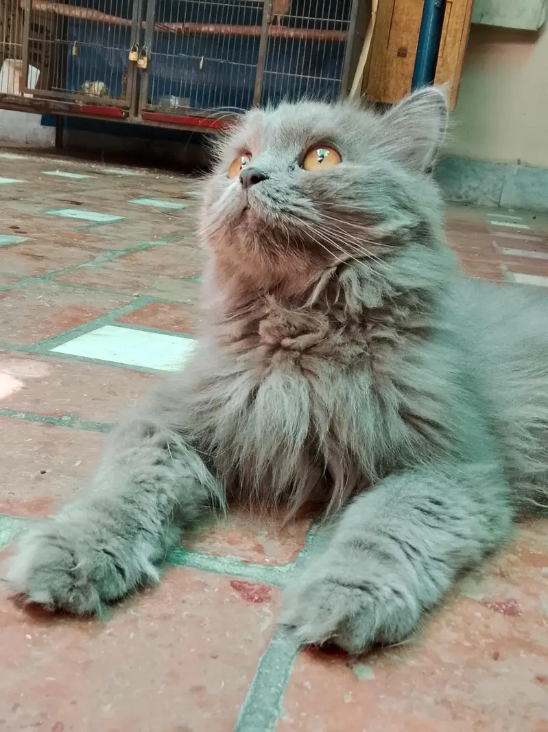 cat for sale with reasonable price (1kg imported food free) — photo 6