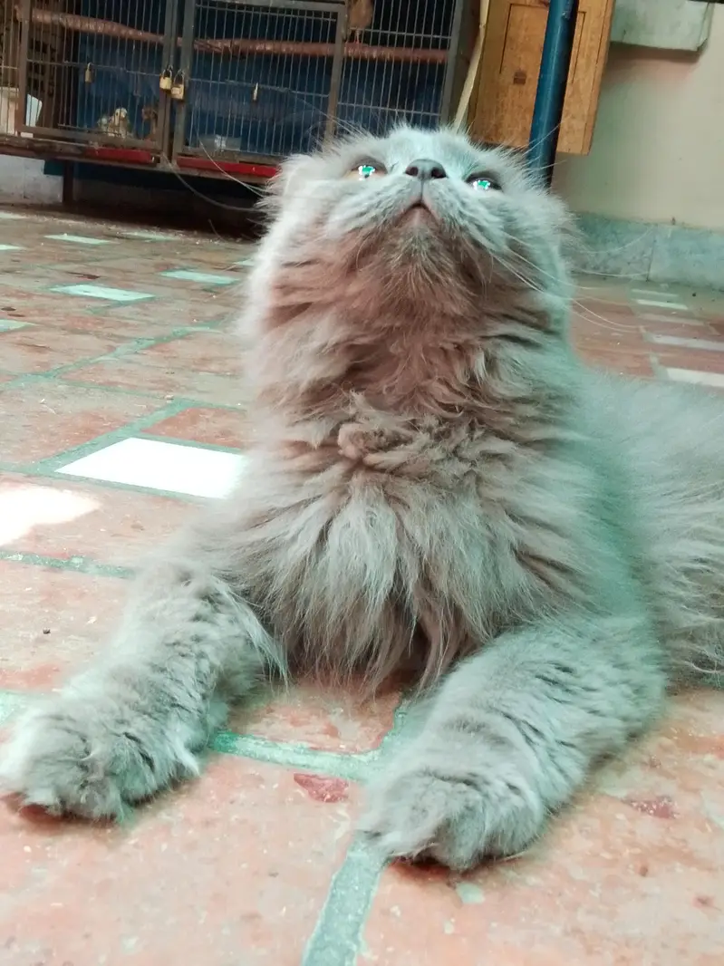 cat for sale with reasonable price (1kg imported food free) — photo 7